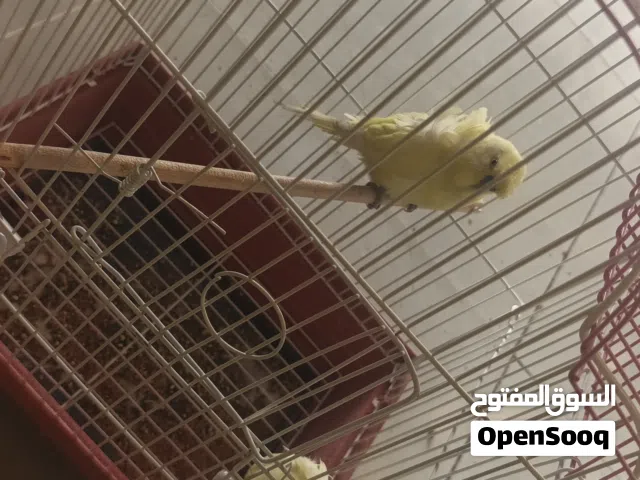 طيور حب هاجرمو امريكي