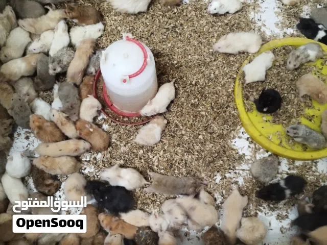 هامستر سوري مع أقفاص أنواع مختلفة