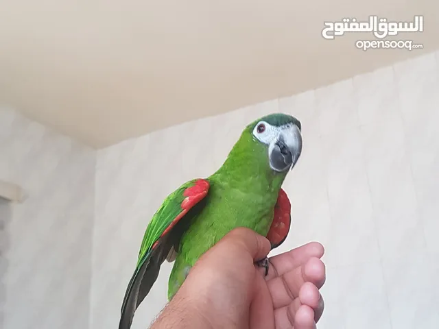 ببغاء مكاو متكلم درجه اولى محجل مزرعه متوفر فيديوهات لطير طير مستوى اول باذن الله تعالى