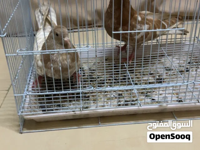 حمام باكستاني قلابي