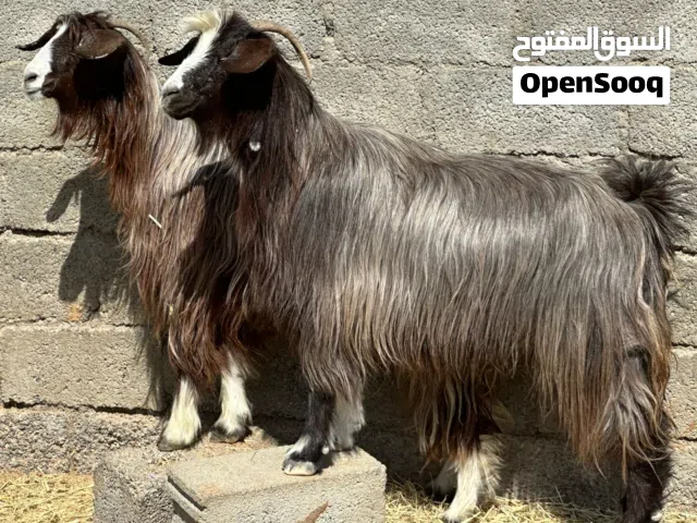 أغنام عمانيات جباليات من حلال بني سعيد صنف مرغوب مد وشور  كل شي سليم فيهن