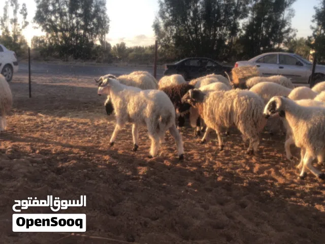 اضاحي للبيع