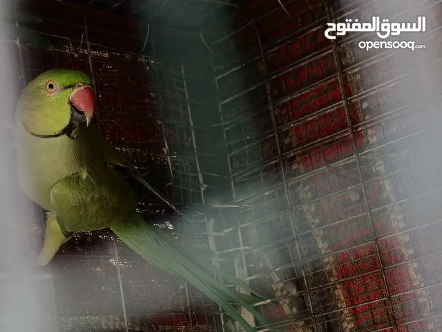 ببغاء درة هندي