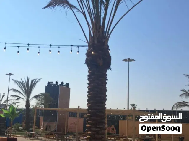 اجود انواع النخل للبيع