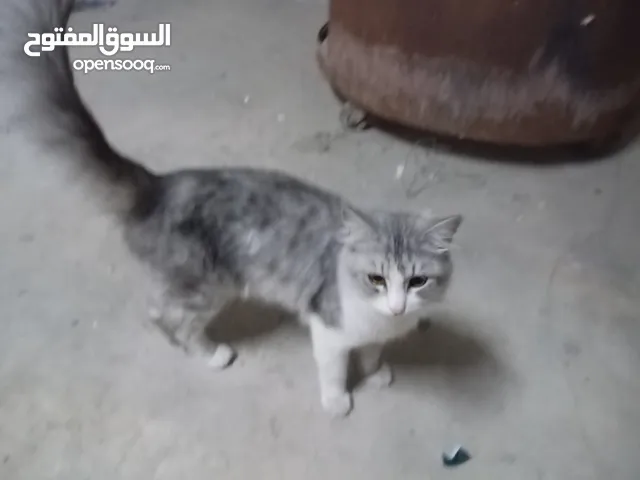 قط شيرازي ذكر للتبني أليف جدا Male Persian cat for adoption