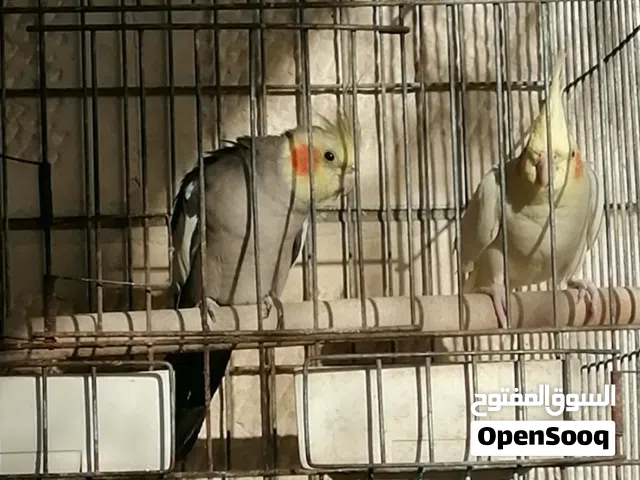 جوز كوكتيل للبيع