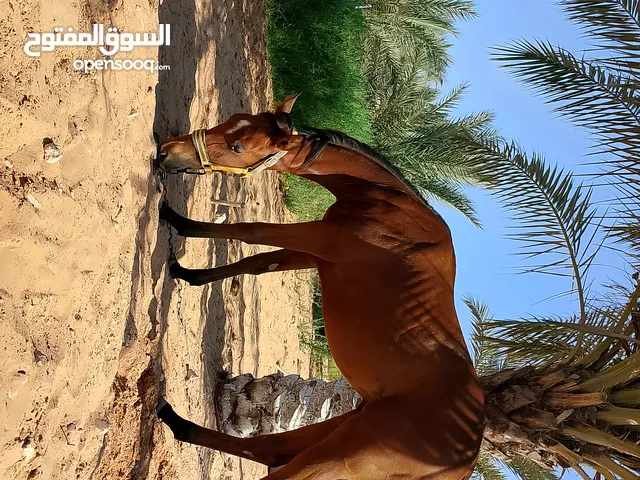 فلو بعر 12 شهر