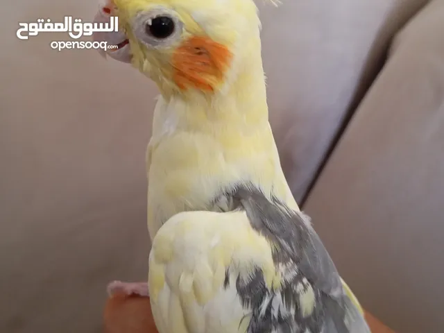 طائر الكوكتيل لونه اصفر و شوي من اللون الرمادي و وعلى الخدود لون برتقالي