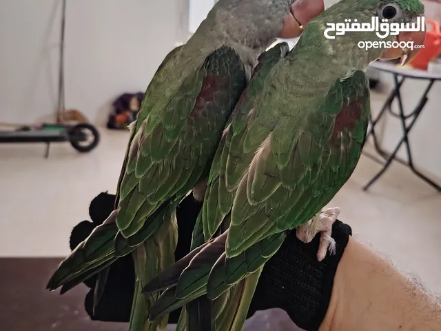 زوج دره نيبالي