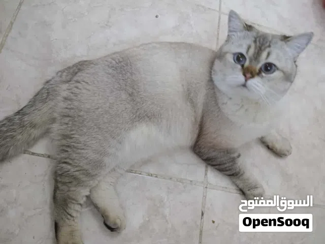 ذكر سلفر شيدد
