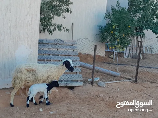 نعجه وطنيه الله يبارك تحتها فطيمه مشالله ناشطه ورويانه سنها جمع صغير وضرعها سليم