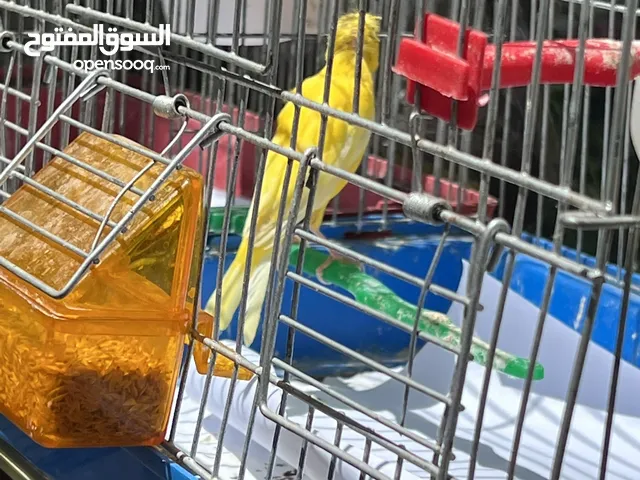 ثلث حبات كنار