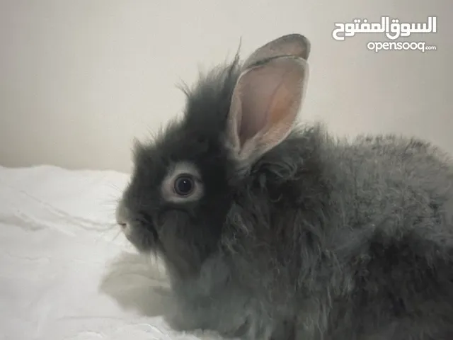 أرنب أليف ولطيف
