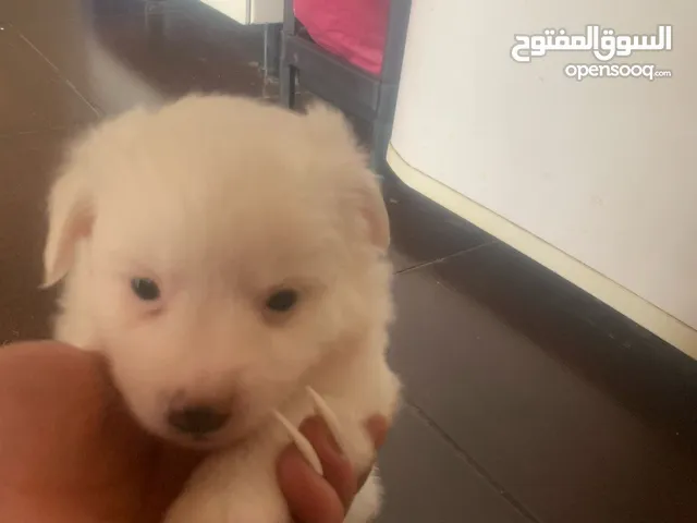 loulou spitz, puppies, males, and females are available, playful, healthy