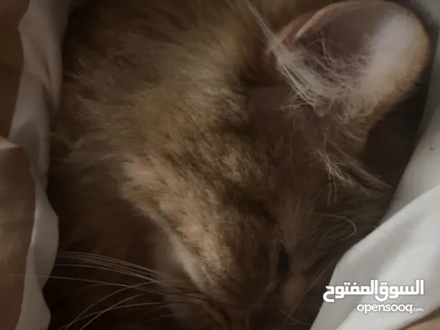 قط ذكر للتبني شيرازي