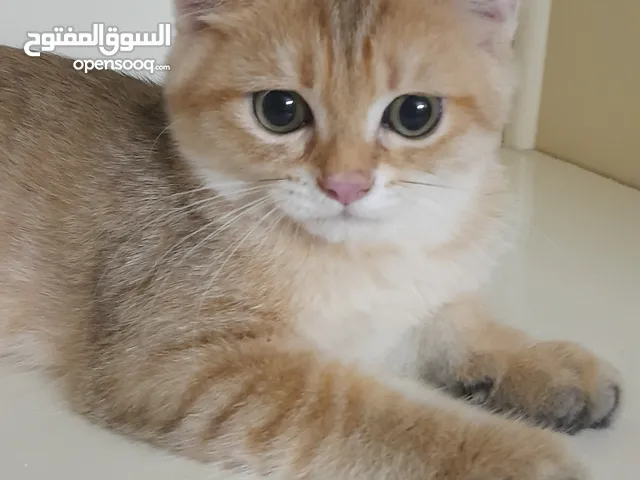 ذكر اسكوتش استريت جولد