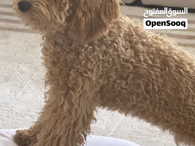 Poodle  light brown  small size  Friendly he like to play with kids and cats