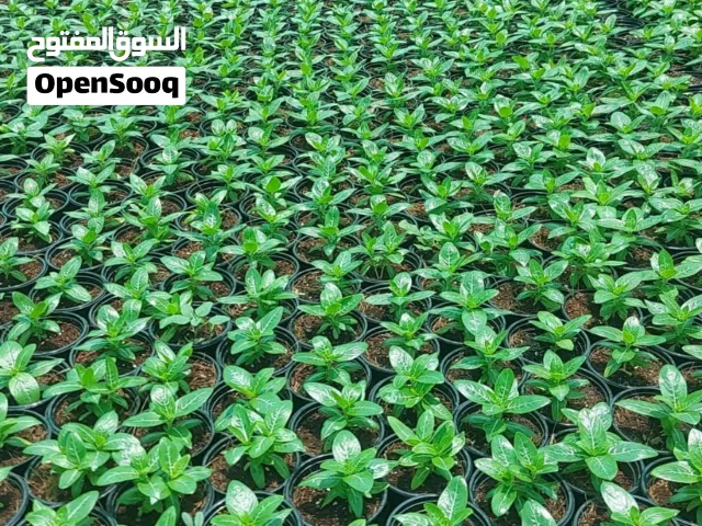 ابوظبي الشهامه
