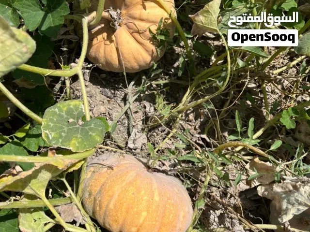 يتوفر القرع الإيراني الممتاز، ذو الجودة العالية، بكميات كبيرة