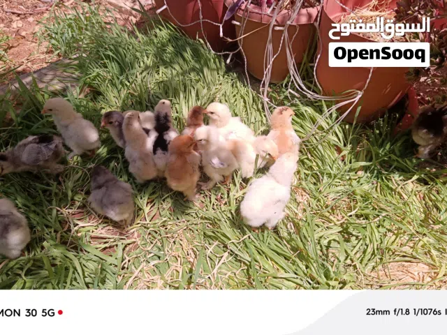 متوفر صيصان تشكيلة براهما حلوة ومرتبه