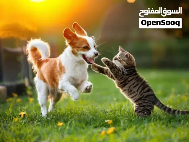 رعاية حيوانات