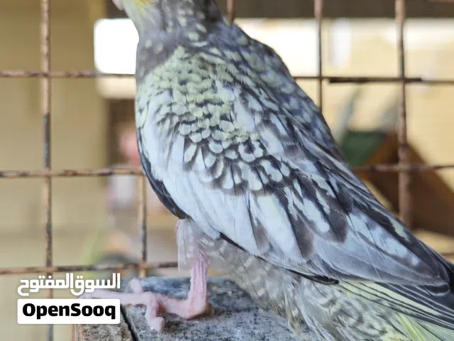 فرخ كوكتيل للبيع