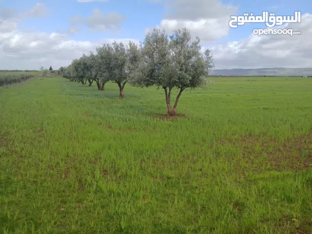 Farm Land for Sale in Abu Dhabi Al Nahda