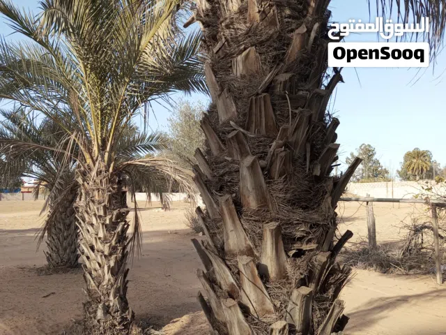 خمس نخلات بكراري اطول 2متر ونص