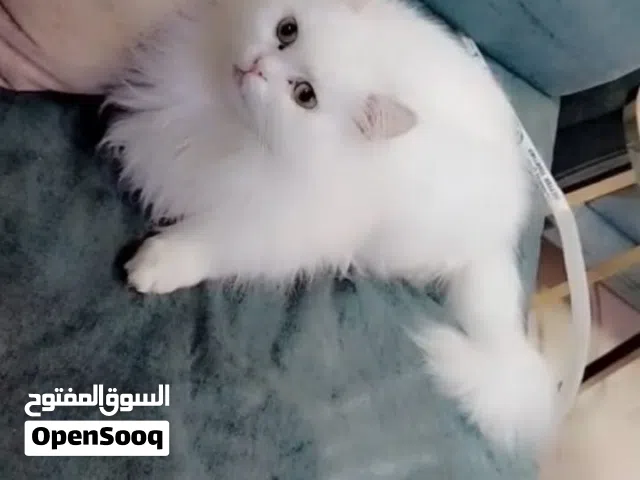 مطلوب قط ذكر للتزاوج