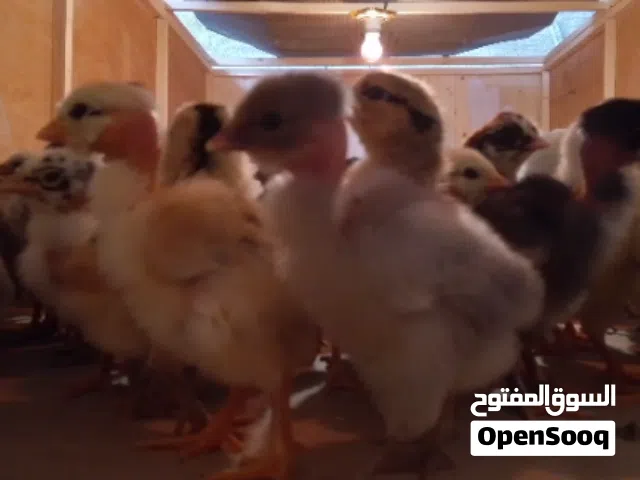 افراخ دجاج عرب
