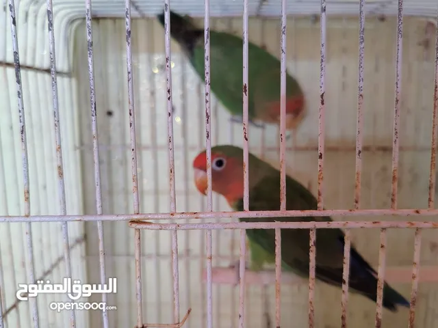 جوز فيشر للبدل على أنثى روز