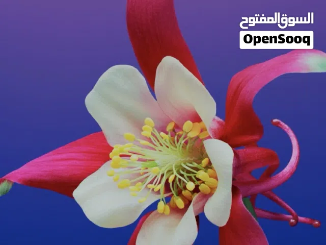 125 m2 2 Bedrooms Apartments for Rent in Tripoli Al-Hashan
