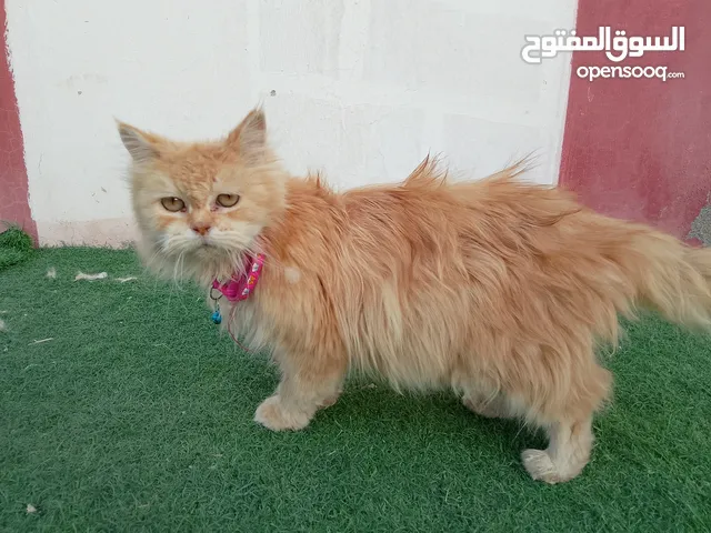للبيع قطة شيرازيه ذهبية اللون