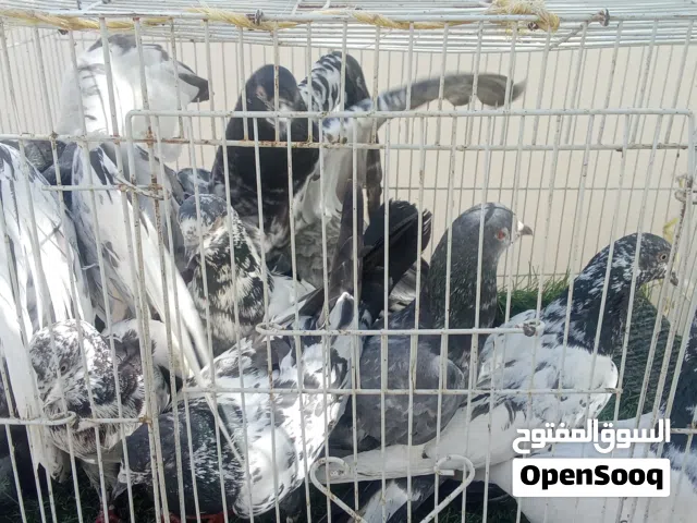 طيور بكستانيه