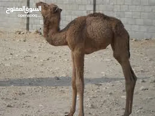 جمال(حوار صغير)