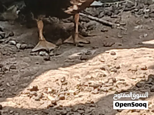 بطه ذكر البيع بسعر حرق