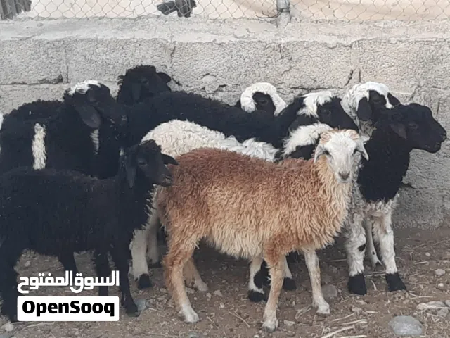 كباشة 6 وحملات 2 عمانيات