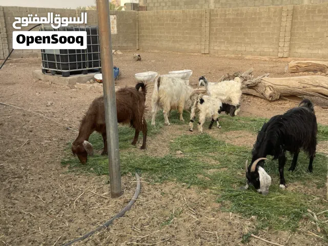 مجموعة اغنام للبيع