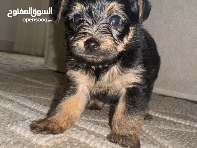 Yorkshire Puppies 35 days Very good health 1 male and 2 females جراوي يوركشير العمر 35يوم