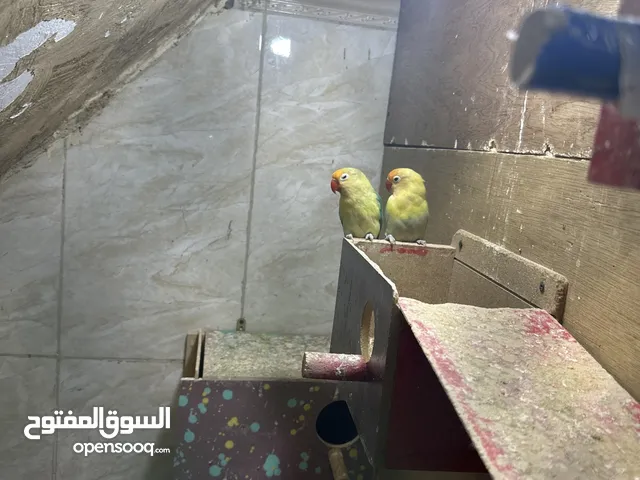 زوج غندورات للبيع