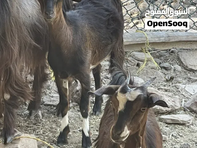 للبيع سخلات توام