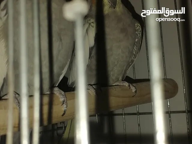 جوز كوكتيل شغال 100/100