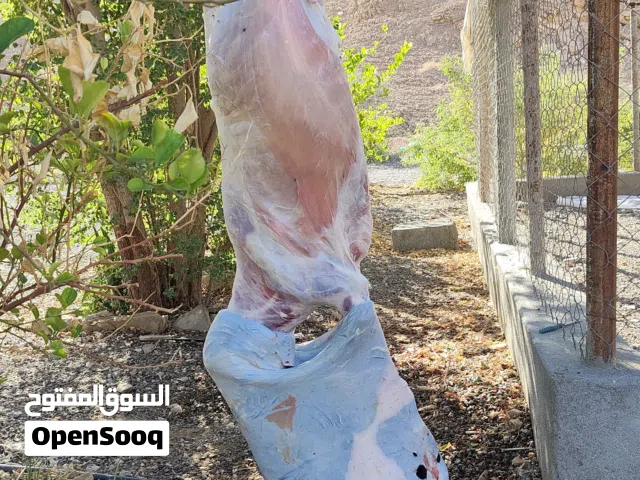 كبشان سمان ذبايح عيد وبياض اعمارهن فوق السنه