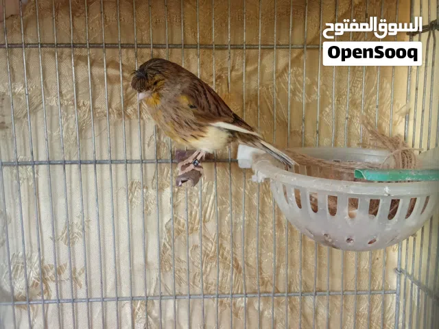 طيرة جلوستر جاهزه