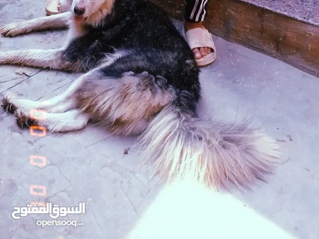 كلب هااسكي للبيع