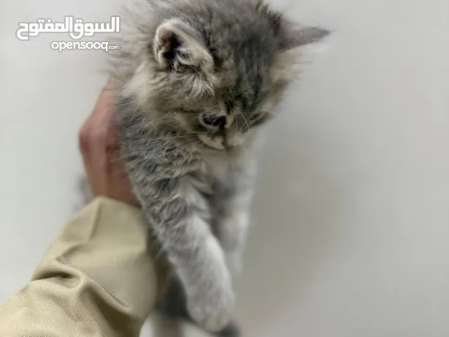 مجموعة قطط ذكور واناث للبيع