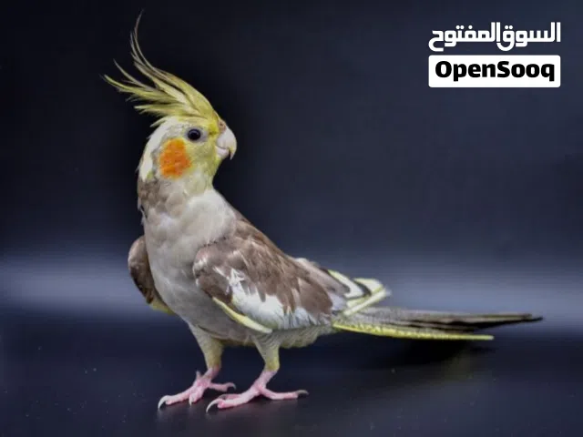 مطلوب انثى كروان واتية