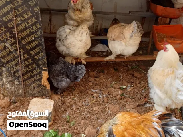 بيض براهمي مخصب