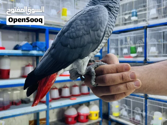 كاسكو أليف طينه متكلم