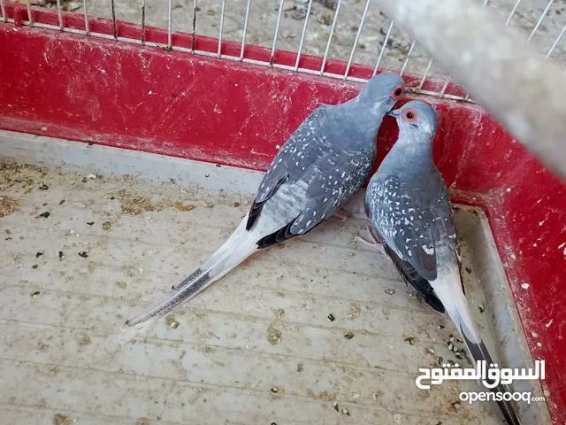 يوجد حمام ماسي شغال